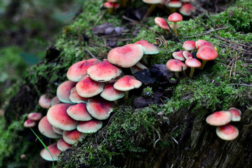 Many dangerous inedible mushrooms grow on a tree stump in a forest. Poisonous mushrooms, hazardous...