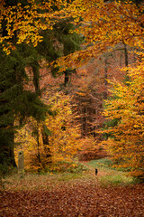 autumn forest walk with beautiful colors in the Bavarian forest