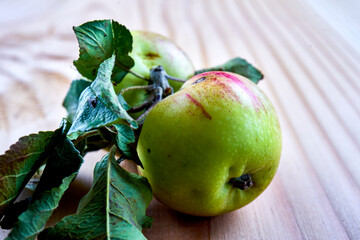 Apples, small, old, wrinkled and with brown spots and worms, with wilted leaves on the branch after harvest
