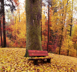 Fototapeta na wymiar beautiful rest bank between autumnal trees in the Bavarian forest
