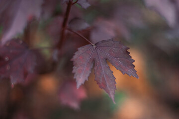 Maple hibiscus tree photos