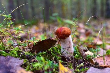 Edible brown cap boletus among the grass and moss in autumn forest. Awesome fungus Aspen Mushroom against the background of green vegetation