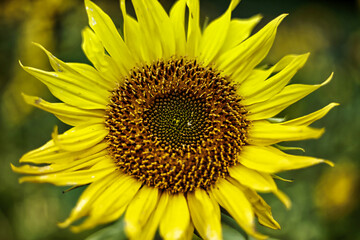 Obraz premium Sonnenblume