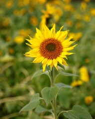 Sonnenblume