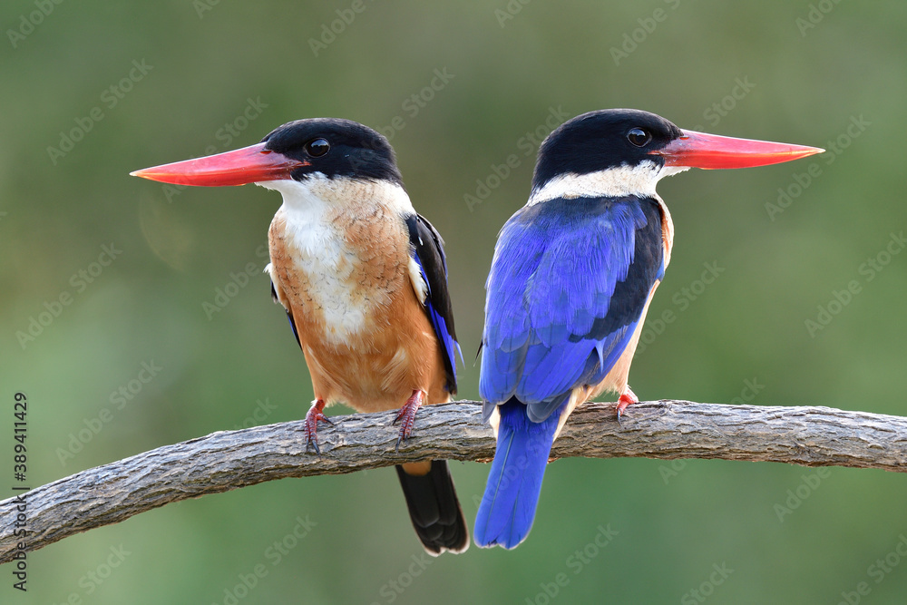 Wall mural beautiful blue bird with black head and vivid red beaks together perching on branch during breeding day, black-capped kingfisher