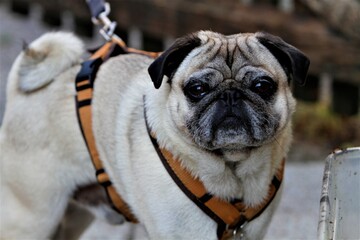 mOPS