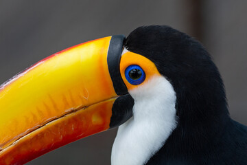 The toco toucan eye close up (Ramphastos toco), also known as the common toucan or giant toucan, is the largest and probably the best known species in the toucan family.