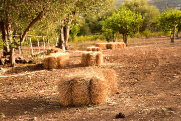 hay bales in a field