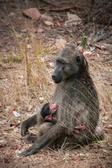 Baboon monkey with baby, African wildlife