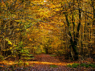 Forest in autumn in full colors