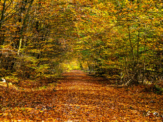 Naklejka premium Forest in autumn in full colors