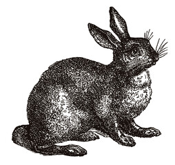Adult European hare lepus europaeus in side view sitting on ground, after antique engraving from 19th century © M
