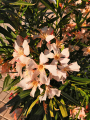 Close up view White oleander or Nerium flower blossoming on tree. Oleander is one of the most...