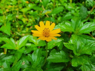 Small yellow flowers and beautiful fresh green leaves named Singapore Daisy Scientific name:Wedelia trilobata (L) Hitch. It is an herbaceous plant for decorating buildings and gardens or covering soil