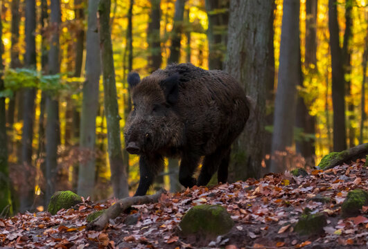 Rennendes  Wildschwein