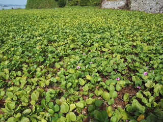 Goat's Foot Creeper,or Beach Morning Glory, creepers grow near the sea with bright purple flowers...