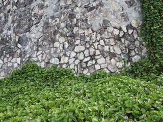 Goat's Foot Creeper, or Beach Morning Glory, grows creepers that cover the sand to a full green and some grow on the back wall. The stems are often used to relieve inflammation from fire jellyfish 
