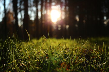 sunset in the grass