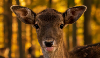 Reh, süß, putzig, nahaufnahme, deer, tier, wild lebende tiere, säugetier, natur, wild, hirschkuh, wald, braun, bock, gras, antilope, park, weiß, reh, tier, hübsch, jung, kitz, jagd, fell, ohr, ausserh