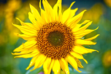 Sonnenblume
