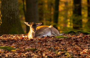 Dösende Rehe in der angenehmen Herbstsonne im Schutz des Waldes