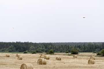 bales of harvested forage grass, crows and a tractor