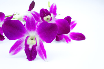 bunch of orchid on the white background
