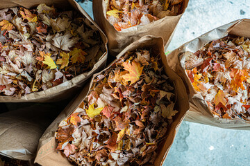 bags of fall leaves have been gathered from your lawn