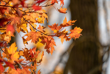 fall leaves have vibrant  colors background