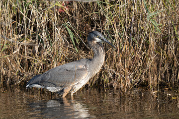 Great Blue Heron looking for food in the wetlands
