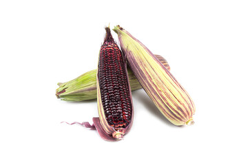 Red sweet corn or Siam Ruby Queen can be eaten fresh isolated on a white background.