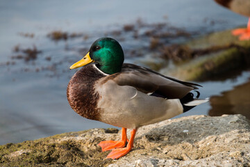duck sits on a stone near a pond