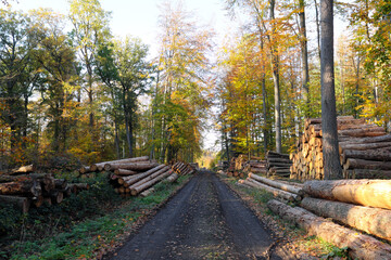 A forest path in autumn and tree logs from deforested woodland disposed to woodworking industry and wood export trade in times of climate change and global warming - stockphoto