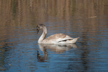 
gray swan swims on the lake