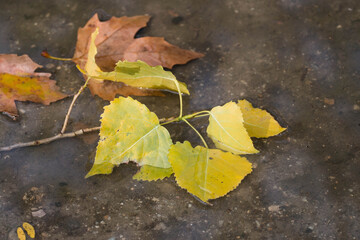 autumn leaves lie on the wet asphalt