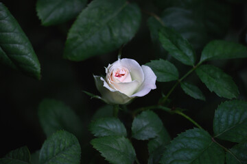 Light pink flower of rose mimi eden in full bloom on green leaf background.