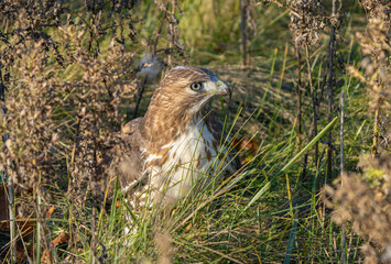 red tailed hawk gets a close up
