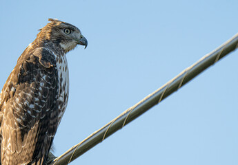 red tailed hawk is perched high on a wire on a sunny day
