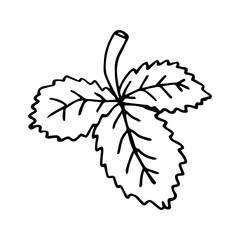 Single strawberry leaf icon. Hand drawn vector illustration in doodle style outline drawing isolated on white background.