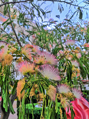 Obraz premium Persian silk tree Albizia julibrissin cut out against blue sky