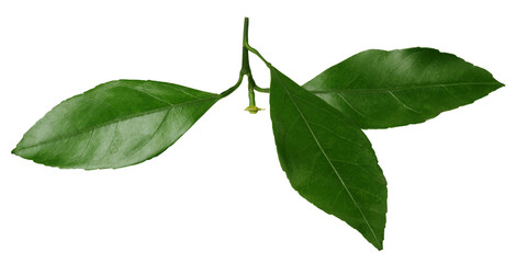 mandarin leaves isolated on white with clipping path.