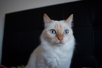 cat with blue eyes and black background