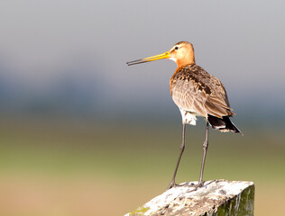 Black-tailed Godwit, Limosa limosa