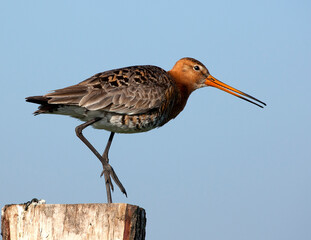 Obraz premium Black-tailed Godwit, Limosa limosa