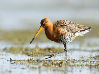 Black-tailed Godwit, Limosa limosa