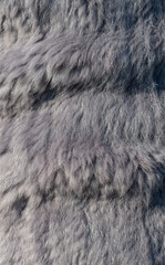 Luxus lila graues Kaninchenfell als Hintergrund