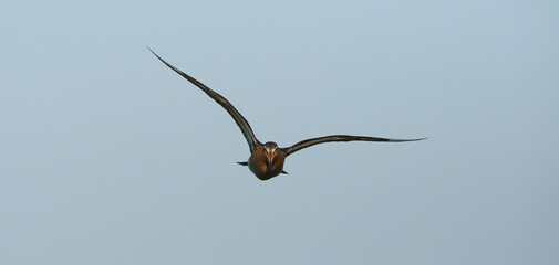 Fototapeta na wymiar Black-tailed Godwit, Limosa limosa