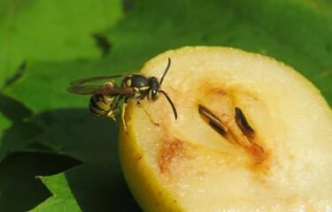 Wasp on a pear in fruit garden, closeup