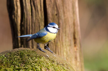 Blue Tit, Cyanistes caeruleus