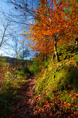 Herbstlicher Wanderweg am Ellbachsee, Schwarzwald
